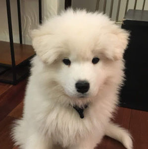 Meet your Posher, Irene